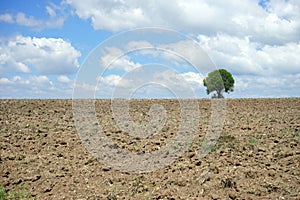 Beautiful tree in the plowed earth