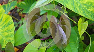 Beautiful Tree Potato leaves. The Name of Dioscorea alata, Dioscoreaceae mati alu pata, purple yam, greater yam, Guyana