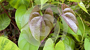 Beautiful Tree Potato leaves. The Name of Dioscorea alata, Dioscoreaceae mati alu pata, purple yam, greater yam, Guyana