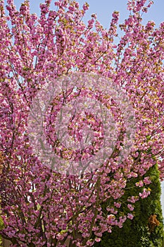 beautiful tree (prunus serrulata kanzan) blooming in the garden,