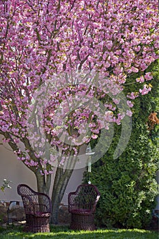 beautiful tree (prunus serrulata kanzan) blooming in the garden,