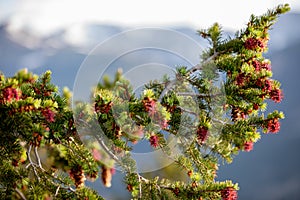 A Beautiful Tree with Red Pinecones on a Summer Day with Blue Sky and White Clouds at Rocky Mountain National Park  in Colorado