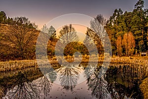 Beautiful tree reflection on a lake at sunset in Underberg South Drakensberg photo