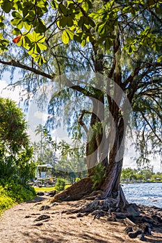 Beautiful tree in the Richardson Ocean Park