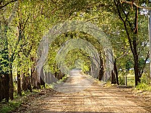 Beautiful tree road in arid vegetation landscape