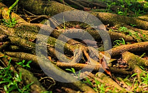 Beautiful tree roots photo