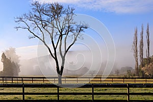 Beautiful tree in rustic Northern California ranch with morning fog and light photo