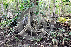 Beautiful treeÃÂ´s roots on carenero island Bocas del Toro panama
