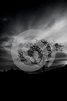 Beautiful tree silhouette