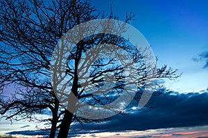 Beautiful tree silhouette