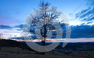 Beautiful tree silhouette