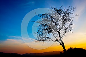 Beautiful tree silhouette and sunset blue sky