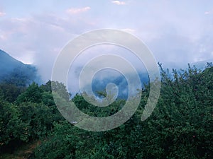 beautiful tree sky and forest