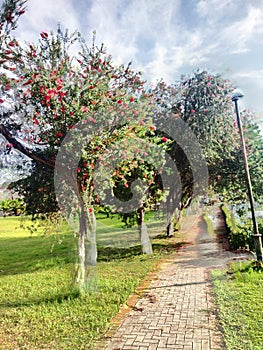 Beautiful tree and beautiful sky view at morning