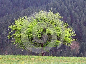 Beautiful tree in spring on a meadow