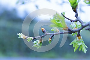 Beautiful Tree Sprout