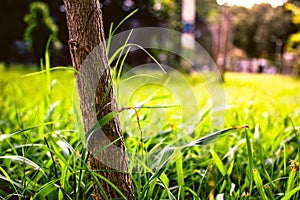 beautiful tree growing with grass in the park on sunny day photo