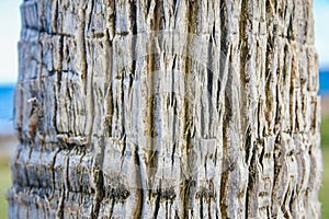 beautiful tree trunk close-up on nature background