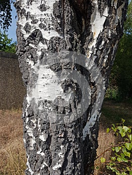 Beautiful tree trunk in Heusenstamm