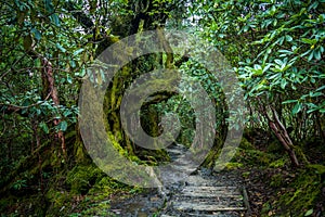 The beautiful tree trunk, Sikkim, India