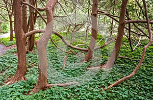 Beautiful tree trunks and lawn in Historic Blithewold Mansion, Gardens & Arboretum