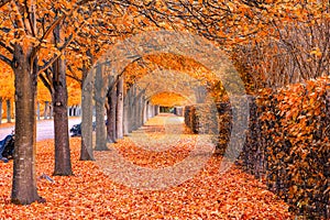 Beautiful tree tunnel in the Regent`s Park of London