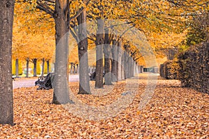 Beautiful tree tunnel in the Regent`s Park of London