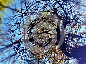 Beautiful tree under the blue sky with their beautiful colour full leafs