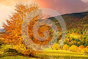 A beautiful tree in the valley of the Carpathian mountains stands covered with golden leaves