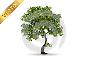 Beautiful tree vector on a white background.