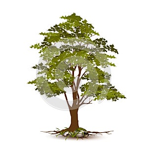 Beautiful tree vector on a white background.
