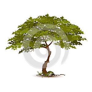 Beautiful tree vector on a white background.