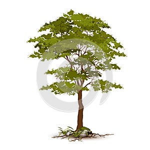 Beautiful tree vector on a white background.