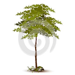 Beautiful tree vector on a white background.