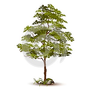 Beautiful tree vector on a white background.