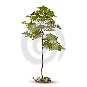 Beautiful tree vector on a white background.