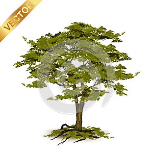 Beautiful tree vector on a white background.