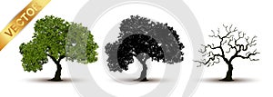 Beautiful tree vector on a white background.