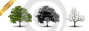 Beautiful tree vector on a white background.