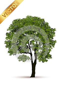 Beautiful tree vector on a white background.