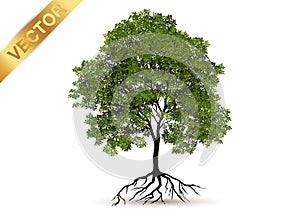 Beautiful tree vector on a white background.