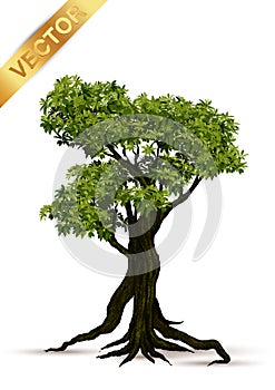 Beautiful tree vector on a white background.