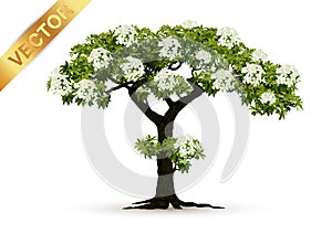 Beautiful tree vector on a white background.