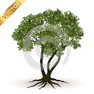 Beautiful tree vector on a white background.