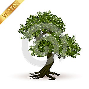 Beautiful tree vector on a white background.