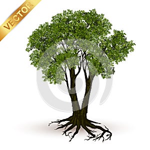 Beautiful tree vector on a white background.