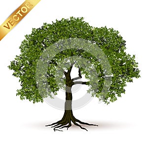 Beautiful tree vector on a white background.