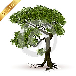 Beautiful tree vector on a white background.