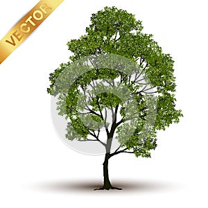 Beautiful tree vector on a white background.