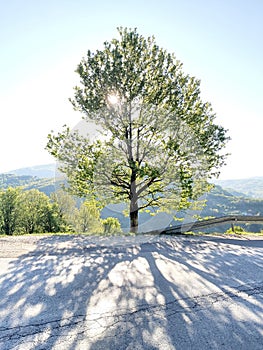 Beautiful tree on way to mountain Igman